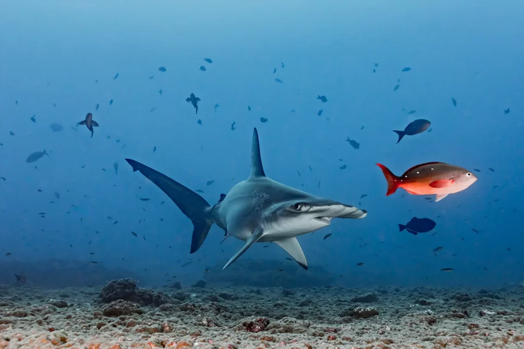 Hammerhead Sharks