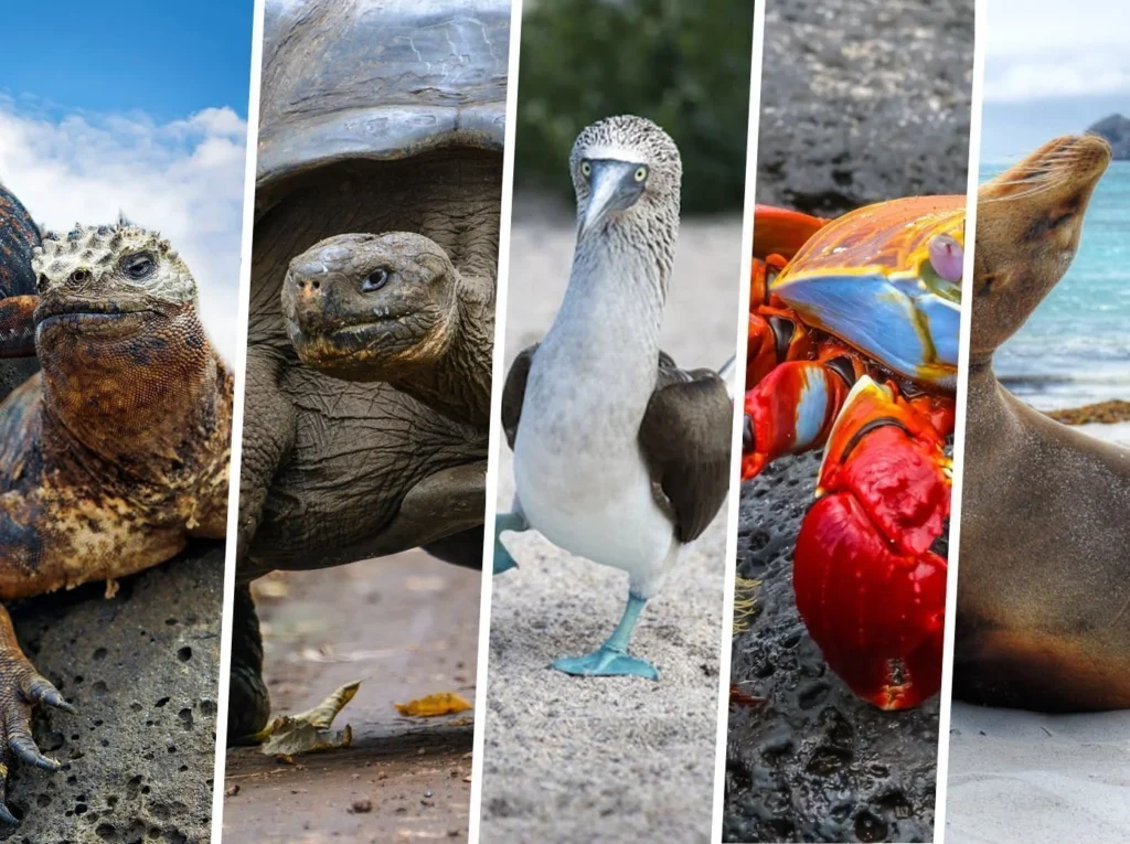 galapagos-wildlife