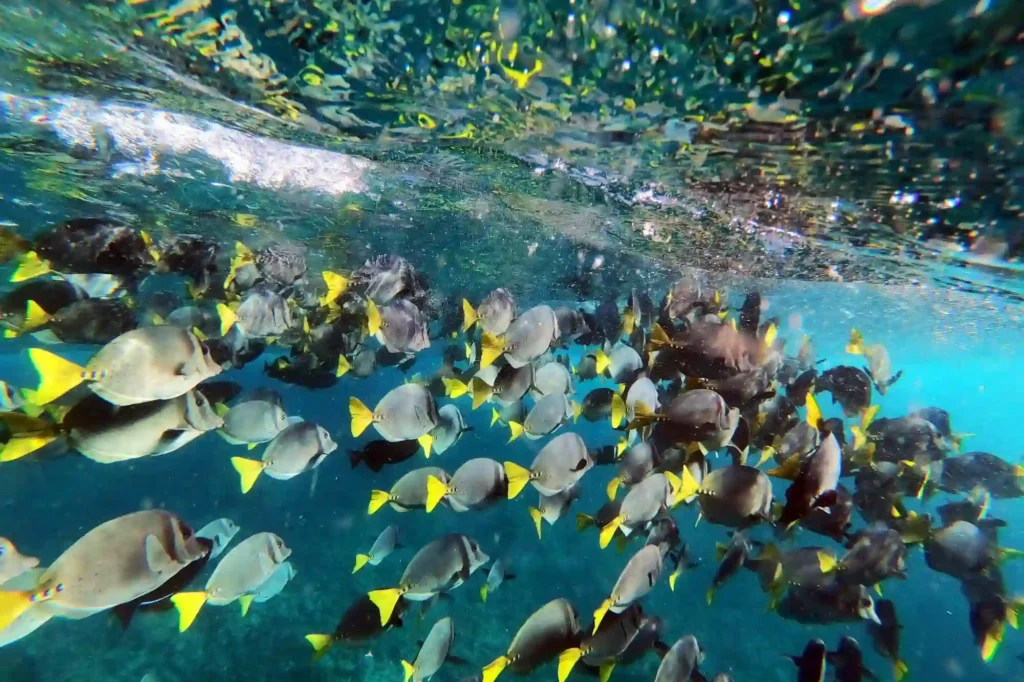 Galapagos Reef fishes