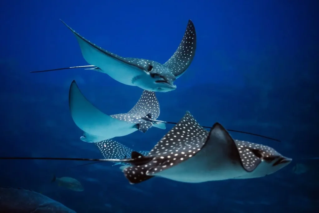 Galapagos rays