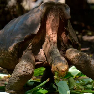 Galapagos Giant Tortoise