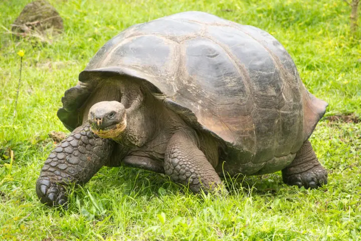 Giant Tortoises