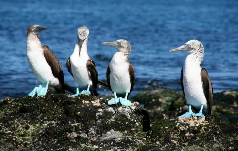 Blue Footed Boobies Conversation