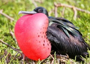 Galapagos Frigatebirds