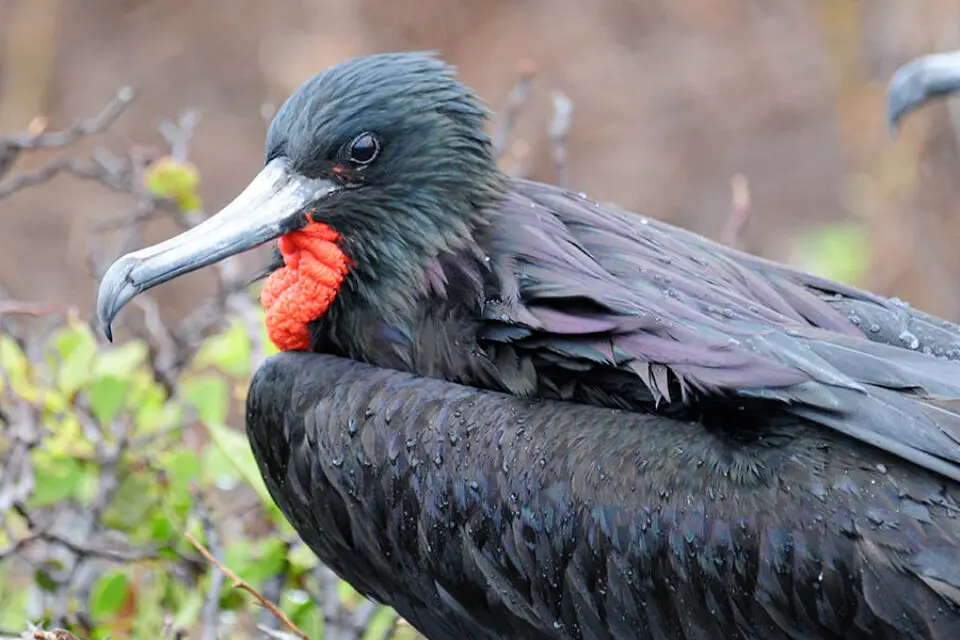 Galapagos islands frigatebirds