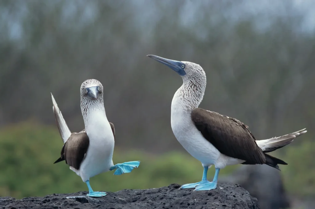 mating dance of blue footed boobies