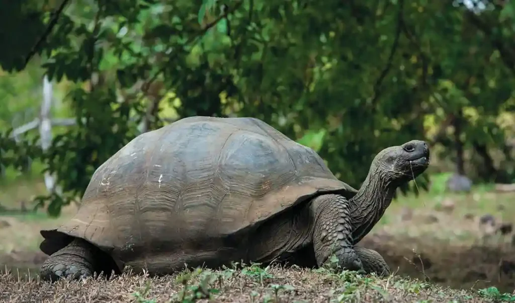 Galapagos Tortoises