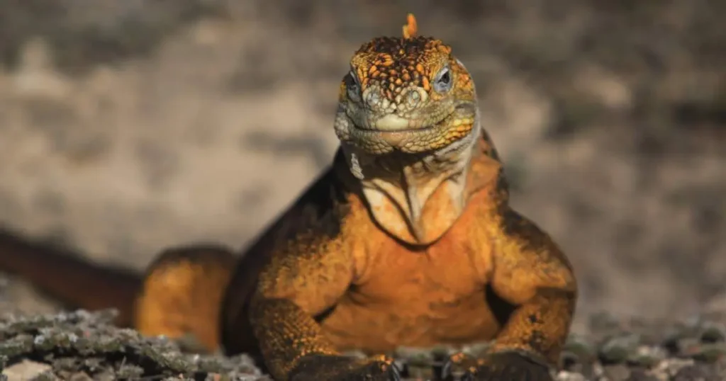 Galapagos land iguana