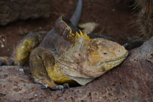 Galapagos Land Iguana