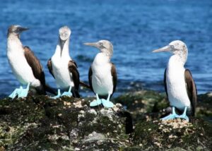 galapagos islands blue footed