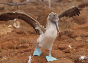 Unique Galapagos Islands Wildlife