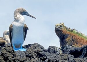 wildlife of the Galapagos Islands
