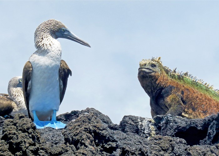 kayak-among-unique-galapagos-islands-wildlife