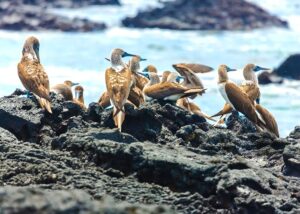 Galapagos Islands blue-footed
