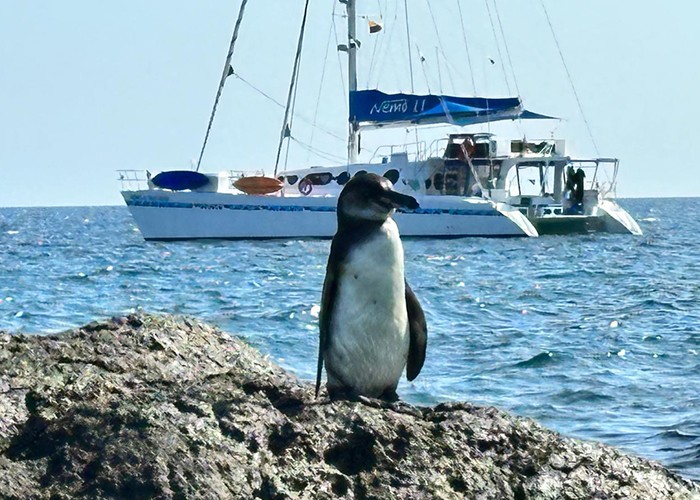 Galapagos Islands wildlife